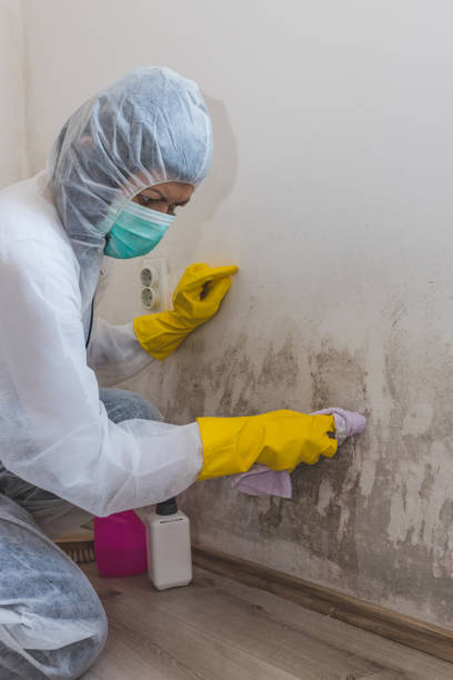 Best Basement Mold Removal  in Tuckerman, AR