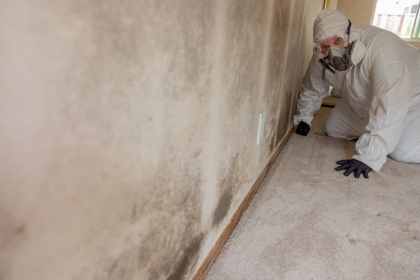 Best HVAC Mold Inspection and Cleaning  in Tuckerman, AR