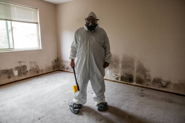 Best Mold Odor Removal Services  in Tuckerman, AR